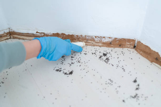 Best Bed Bug Extermination  in Sunnyslope, WA